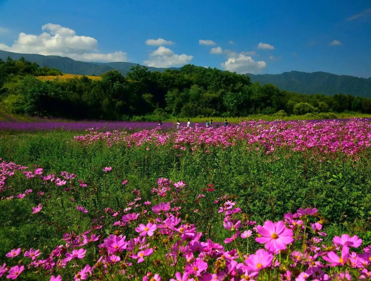 西安环山路花海图片