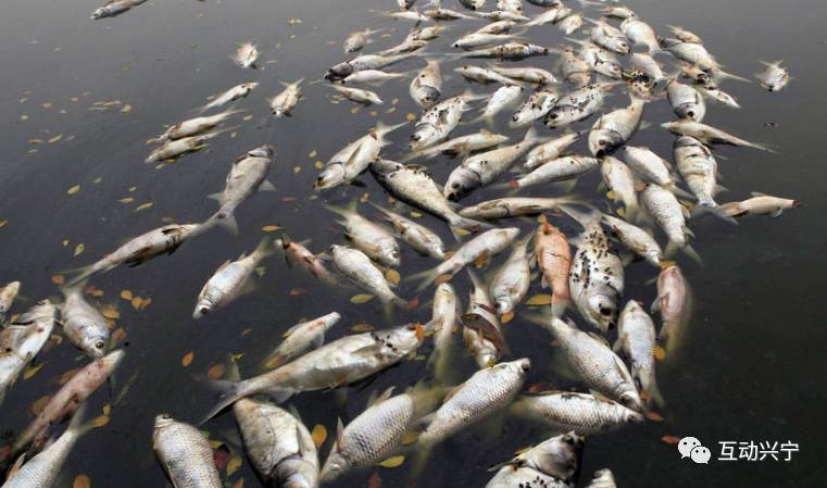 兴宁叶塘养鱼户三四万斤鱼离奇死亡,死因竟然因为