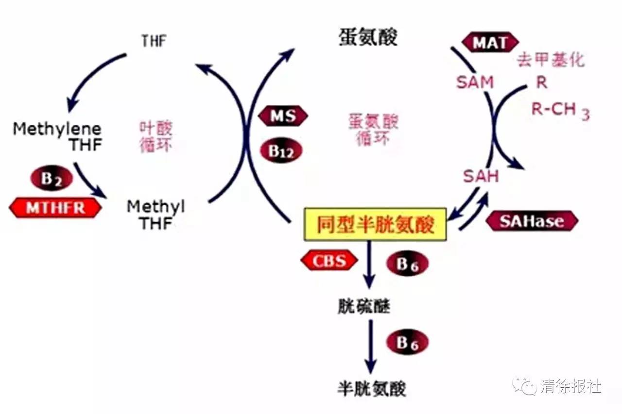 同型半胱氨酸(hcy)