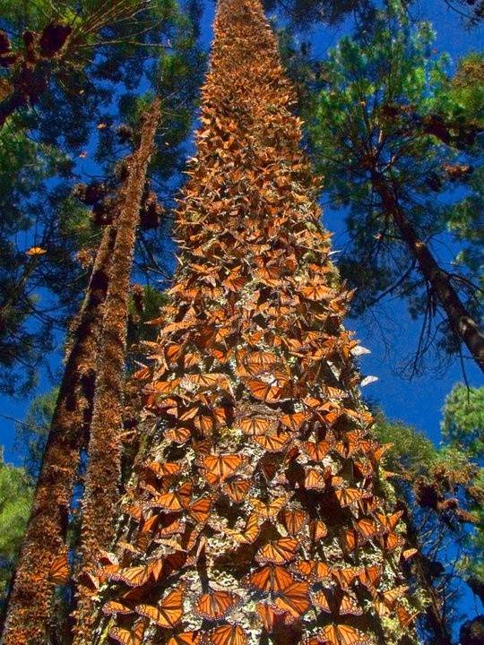 飞天蝴蝶树木图片图片