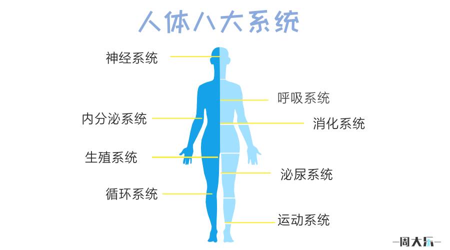 我们人体有八大系统:消化系统,呼吸系统,循环系统,泌尿系统,运动系统