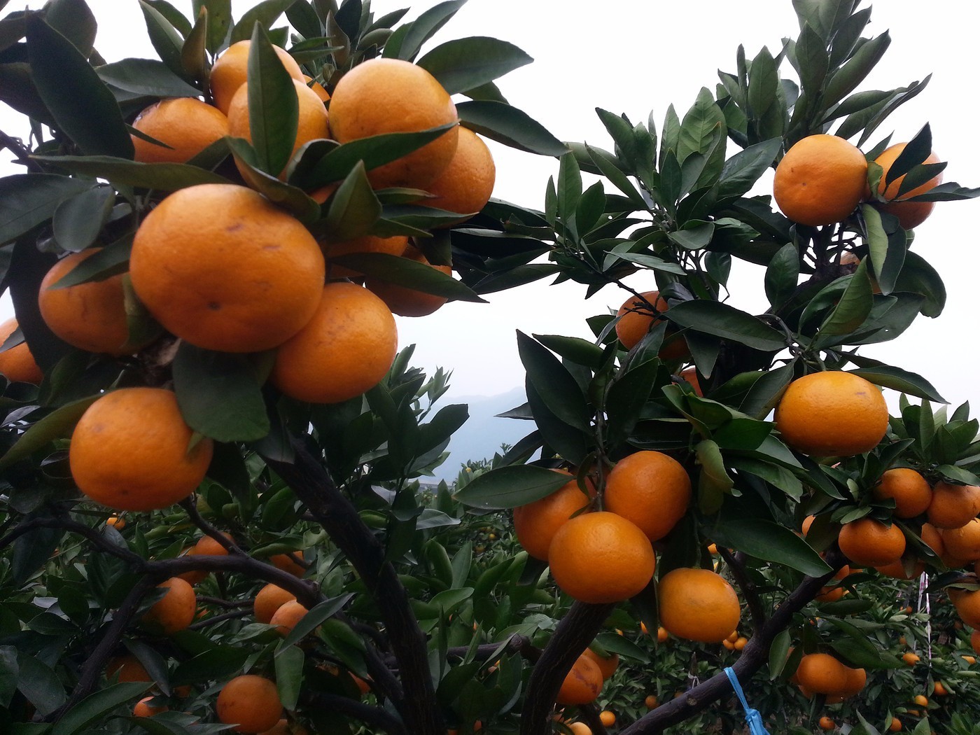 橘子园实景图图片