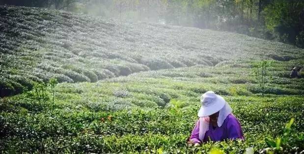 萤火虫是什么季节的时候才有