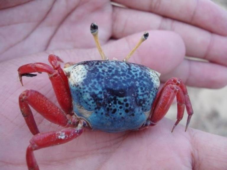 请教当地渔民或者 google恶补如何抓到蓝色小螃蟹 相必比玻璃瓶里的黑