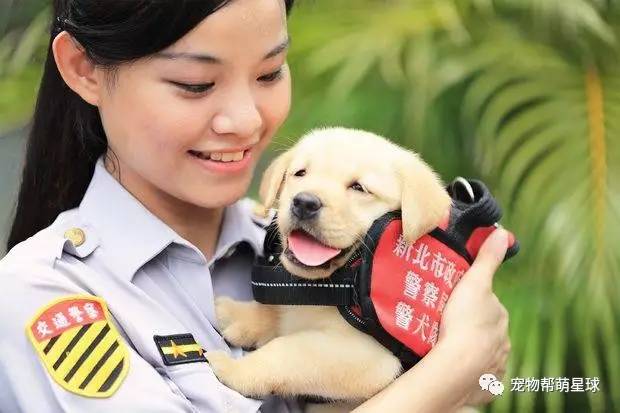 六只超萌小警犬出来实习啦看到它们假认真的样子好可爱