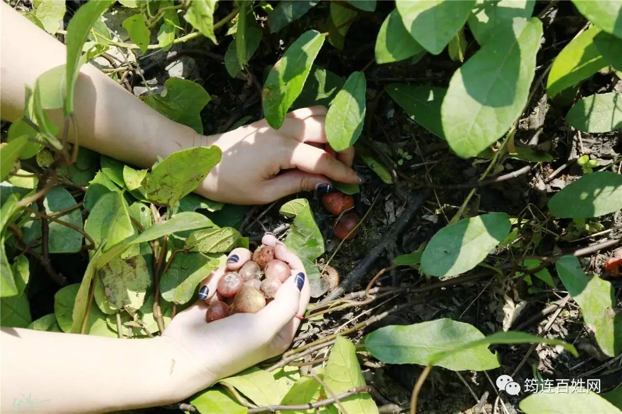 筠连乡坝头的野地瓜熟了快来看这些美女是如何抠野地瓜的