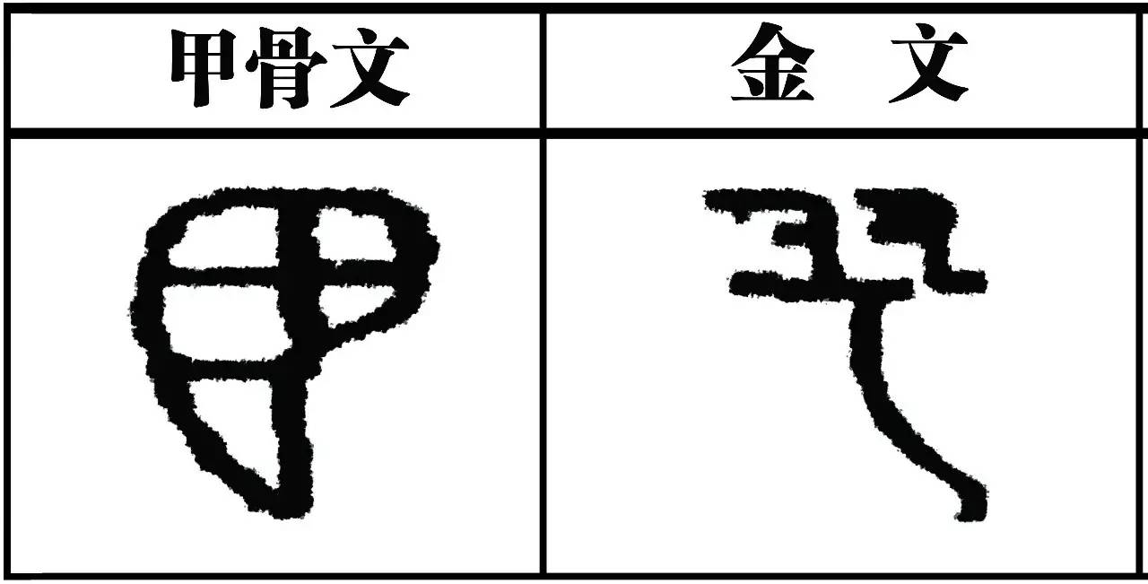 羽字的演变过程图片图片