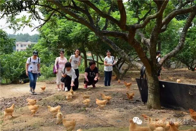 龙眼成熟啦,这个周末快来双合采摘新鲜龙眼吃个饱!