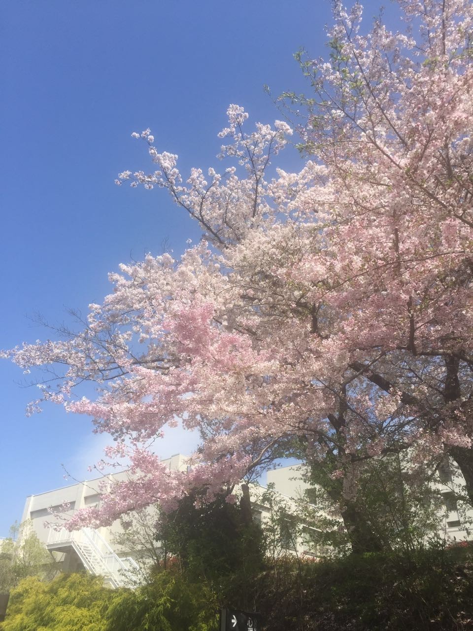 日本大學介紹 |名古屋大學