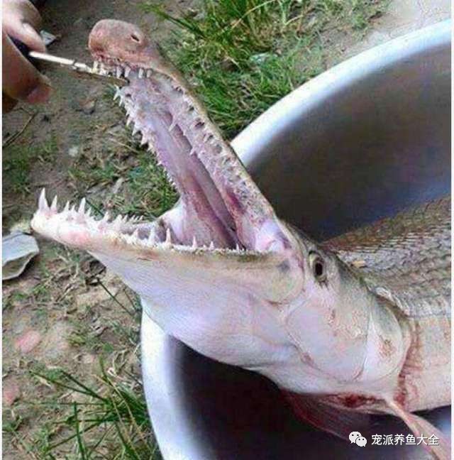 鳄雀鳝鱼肉图片