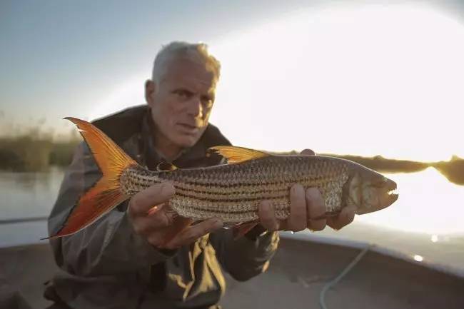 (jeremy wade拿着巨狗脂鲤讲解,图源discovery节目river monsters)