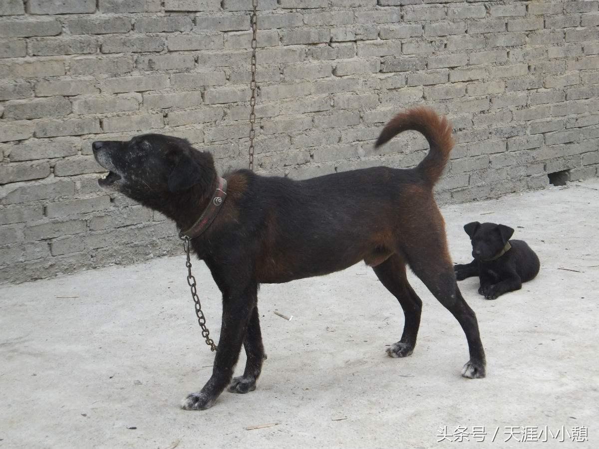 青川犬是天生的山地猎犬,当地人叫它撵山狗,成群狩猎威力无穷,移动
