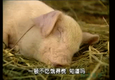 猪吃食 表情包图片