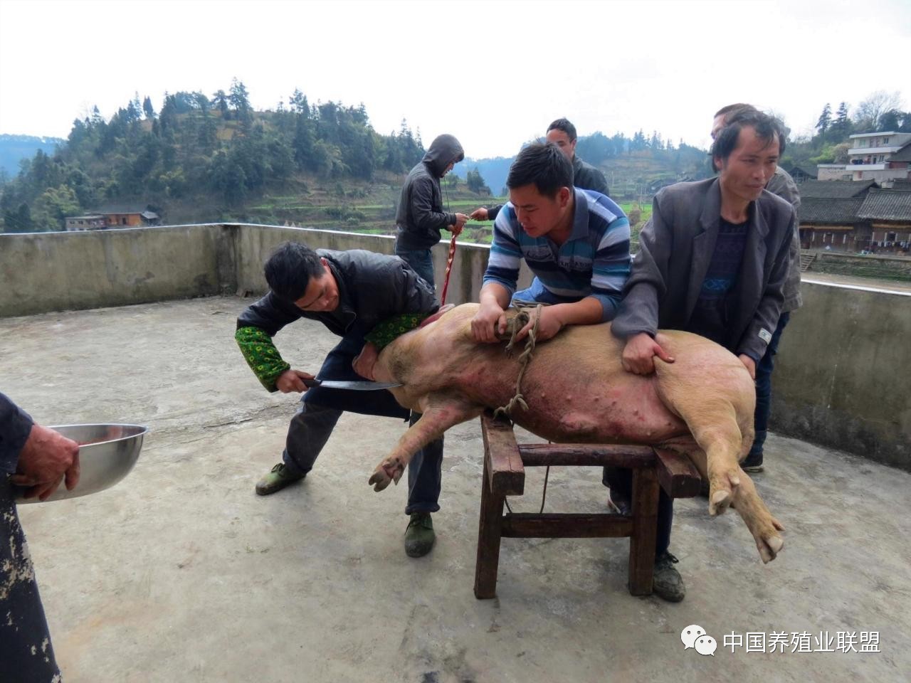 漂亮的女杀猪匠四川图片