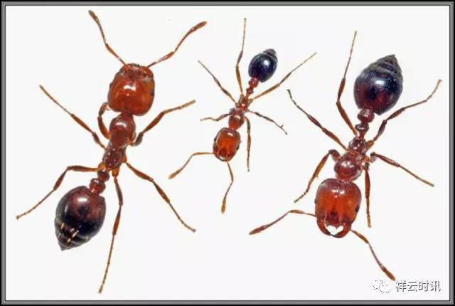 红火蚁大小对比图片