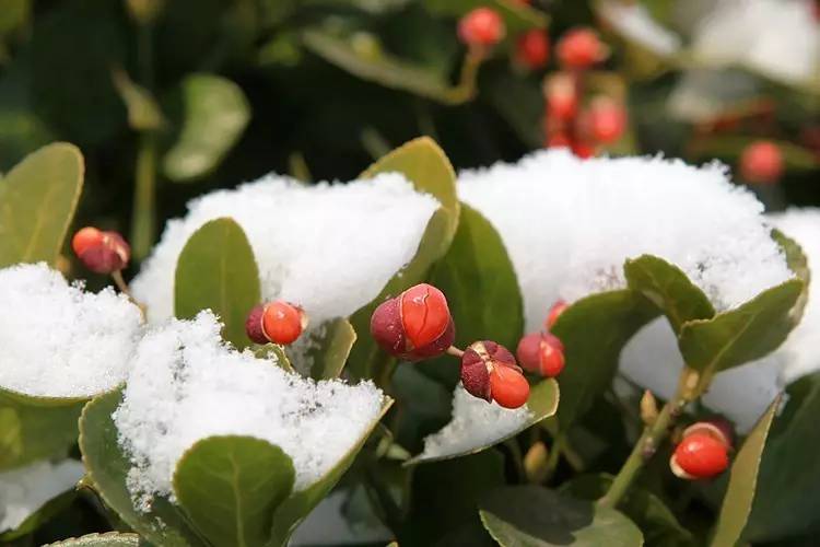 雪中的冬青丹麦人认为,凡是收到冬青祝福而生的人,懂得生命的重要与