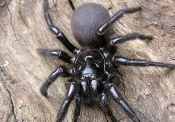 世界上最毒蜘蛛图片