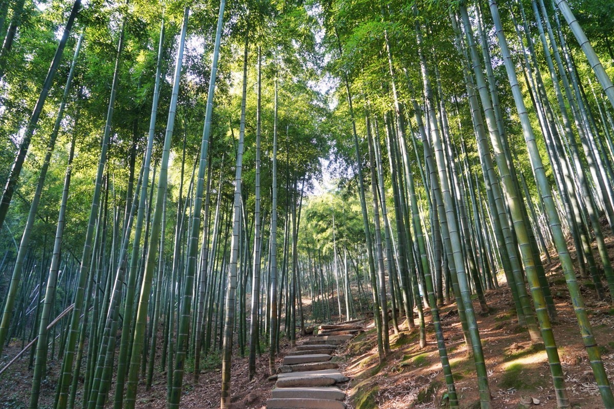 从七千年前河姆渡居民使用竹制品开始,到《弹歌》里"断竹,续