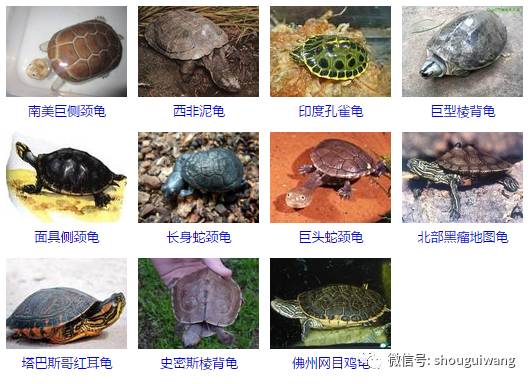 所有乌龟品种及图片图片