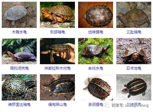 宠物龟的品种大全图片图片