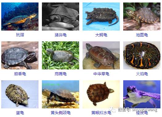 所有的乌龟分类和图片图片