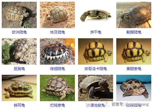 乌龟的品种图片及名字图片