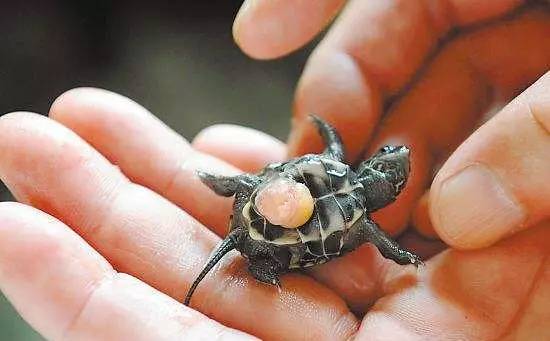 龟苗卵黄过大的处理方法