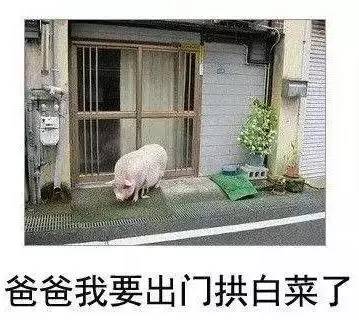 一头猪一棵白菜情侣图图片