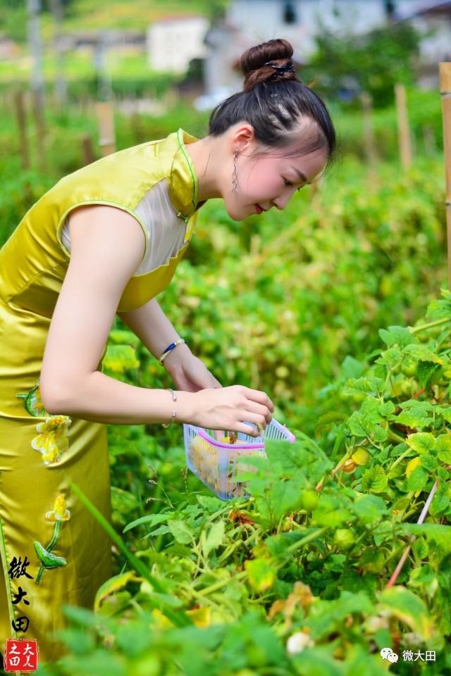 福建·大田旗袍美女斗艳茶乡屏山!带你领略不一样的风景!