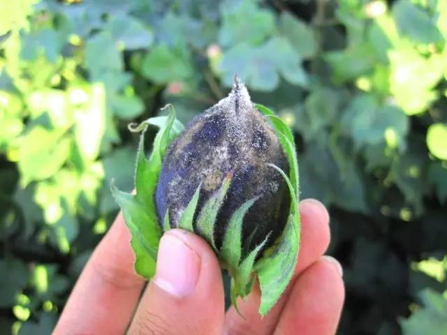 棉花红粉病图片