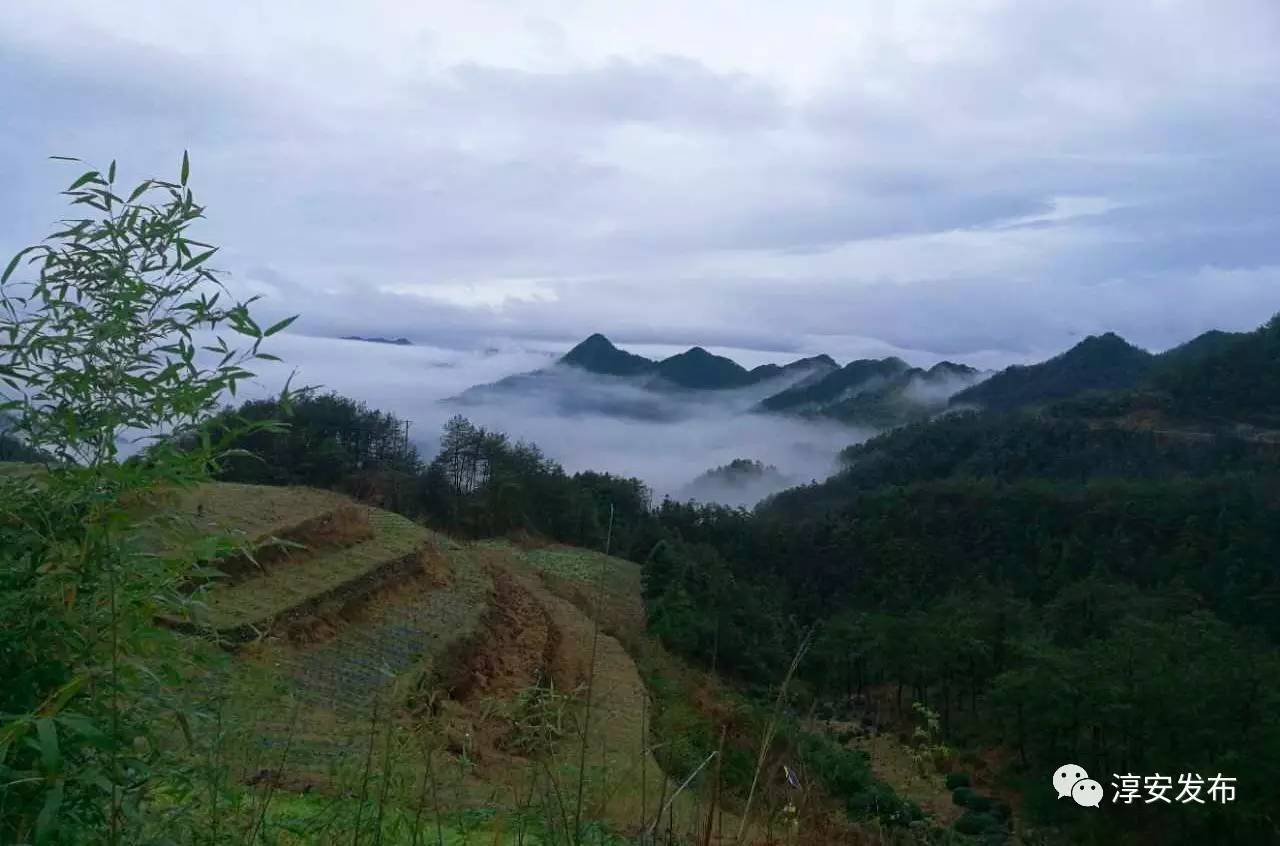 生长于云端淳安这个海拔千米高的小村里有千亩高山蔬菜