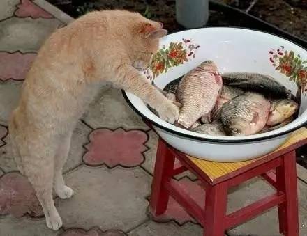 小奶猫偷鱼,心有多大,鱼就有多大