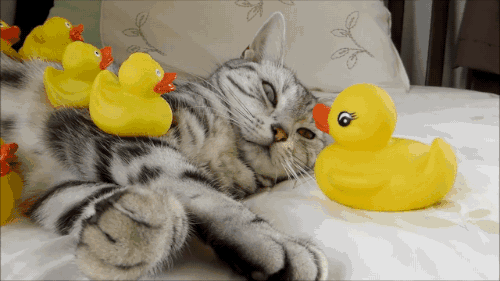 猫打小黄鸭动态图图片