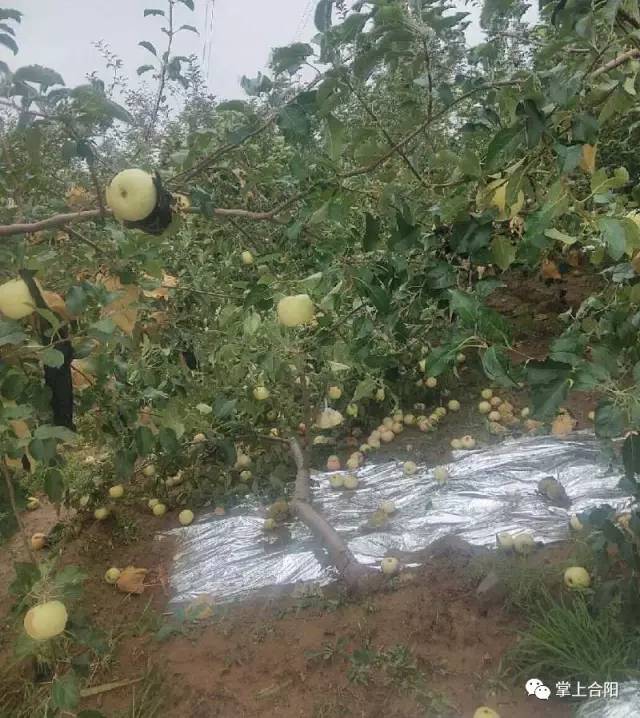 民生心痛狂風暴雨冰雹蘋果砸落一地果子傷痕累累果樹被刮斷果農遭殃