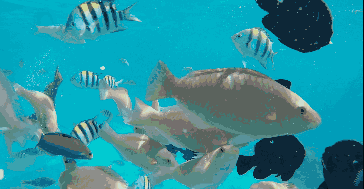 3d海底真鱼动态壁纸图片