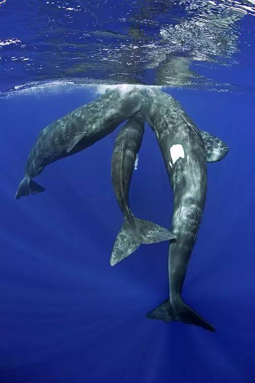 最大的乌贼鲸鱼图片