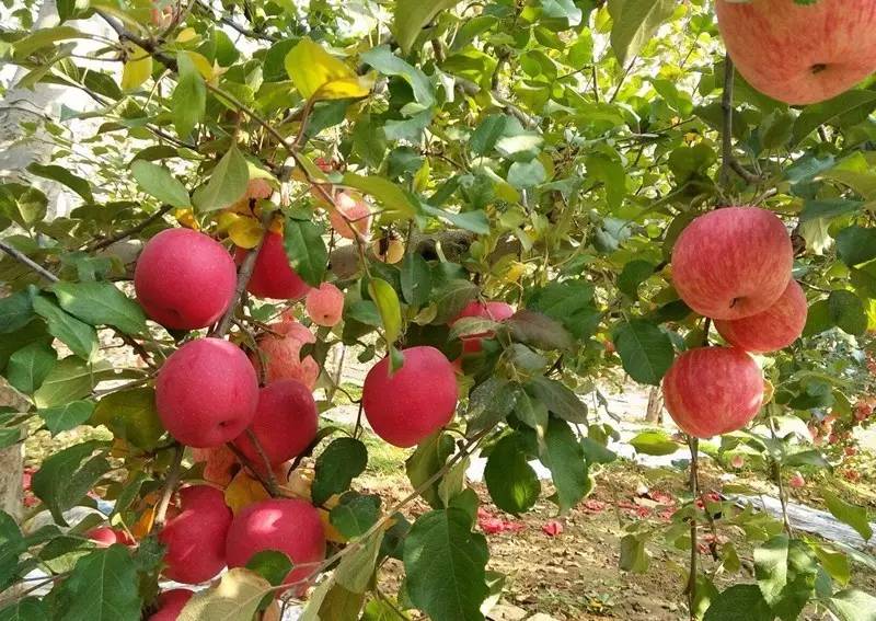 红富士苹果增色增甜小技巧!苹果树当年生枝修剪十八字诀
