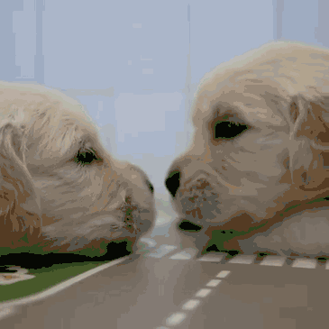 二狗的图片动态图片图片