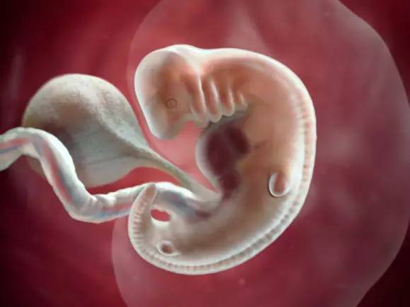 胎儿六十天的高清图图片