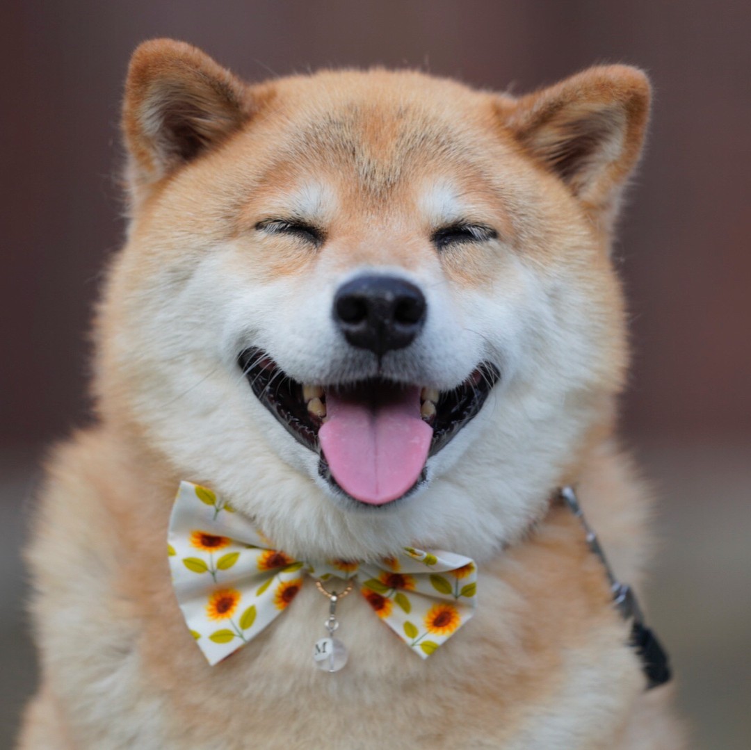 2011年日本大地震后,治愈了无数人的柴犬它的笑,真的有魔力啊!