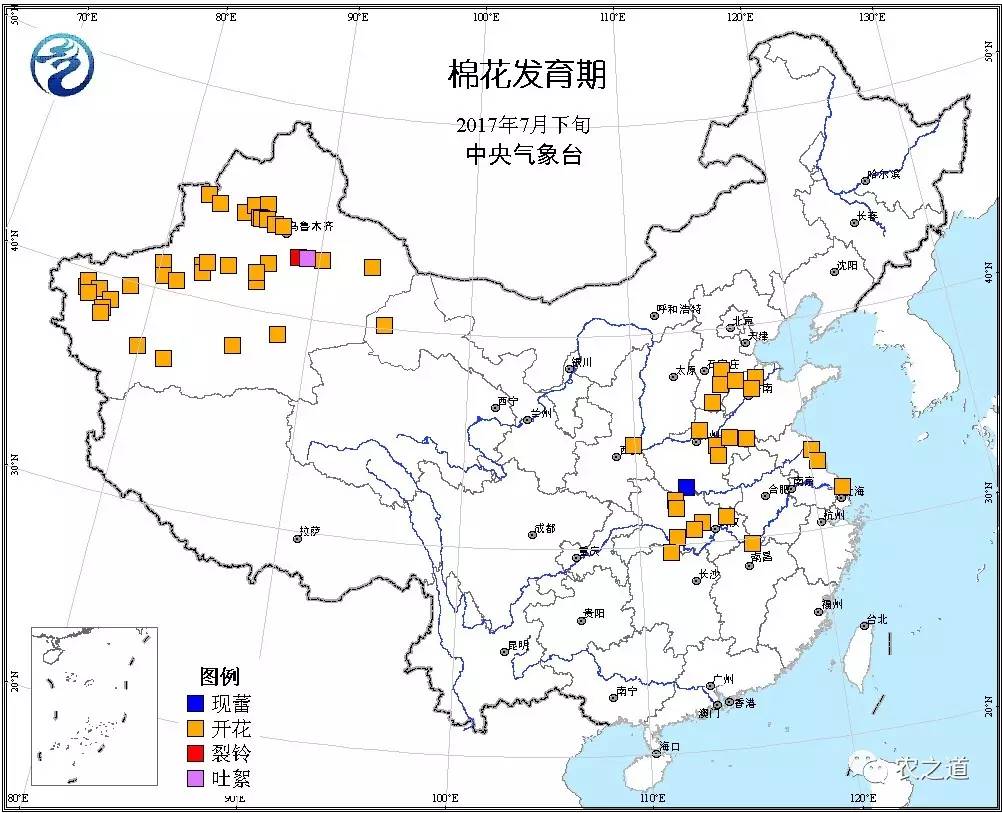 【棉花】持续高温天气影响全国各地棉区棉花花铃生长