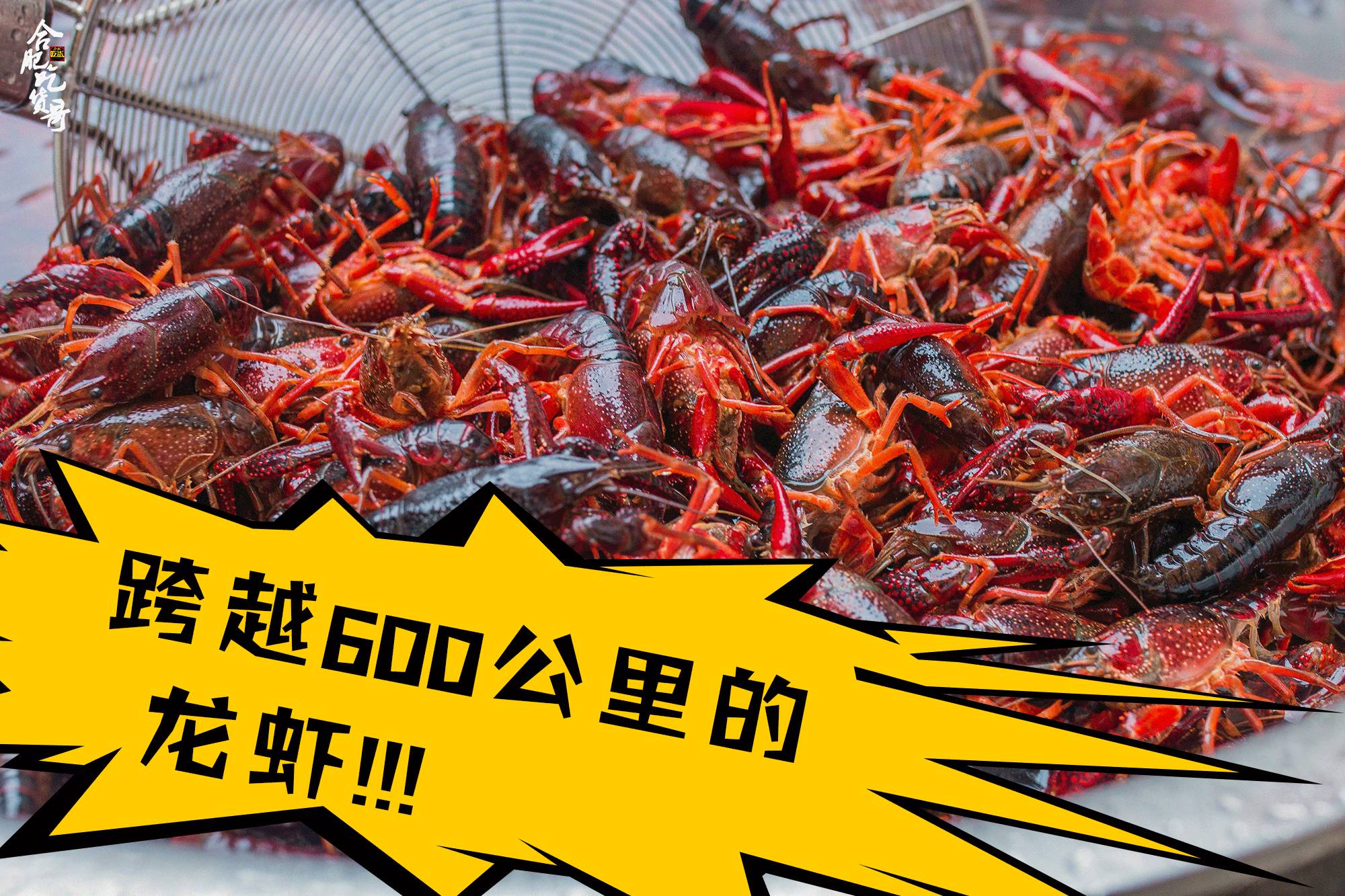 你在搞笑吧!9塊9一斤的湖南口味蝦強勢登陸合肥!