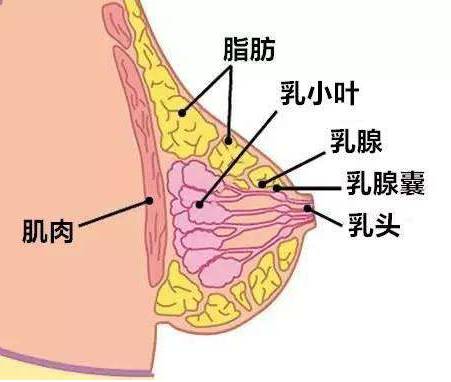 女人乳房右上侧疼痛图片