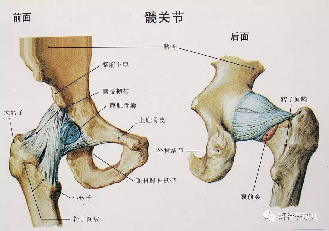 尾巴骨疼痛是什麼原因〕尾巴骨疼痛是什麼病-百宏養生網