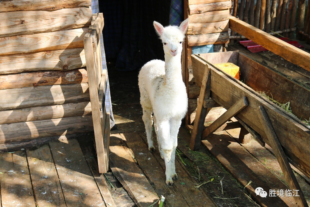 世界上最小的羊驼图片