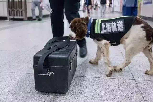 据悉,上海轨交警犬队在过去10年间,共查处过51000件违禁品,处置涉爆警