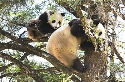 大熊貓國家公園獲批設立