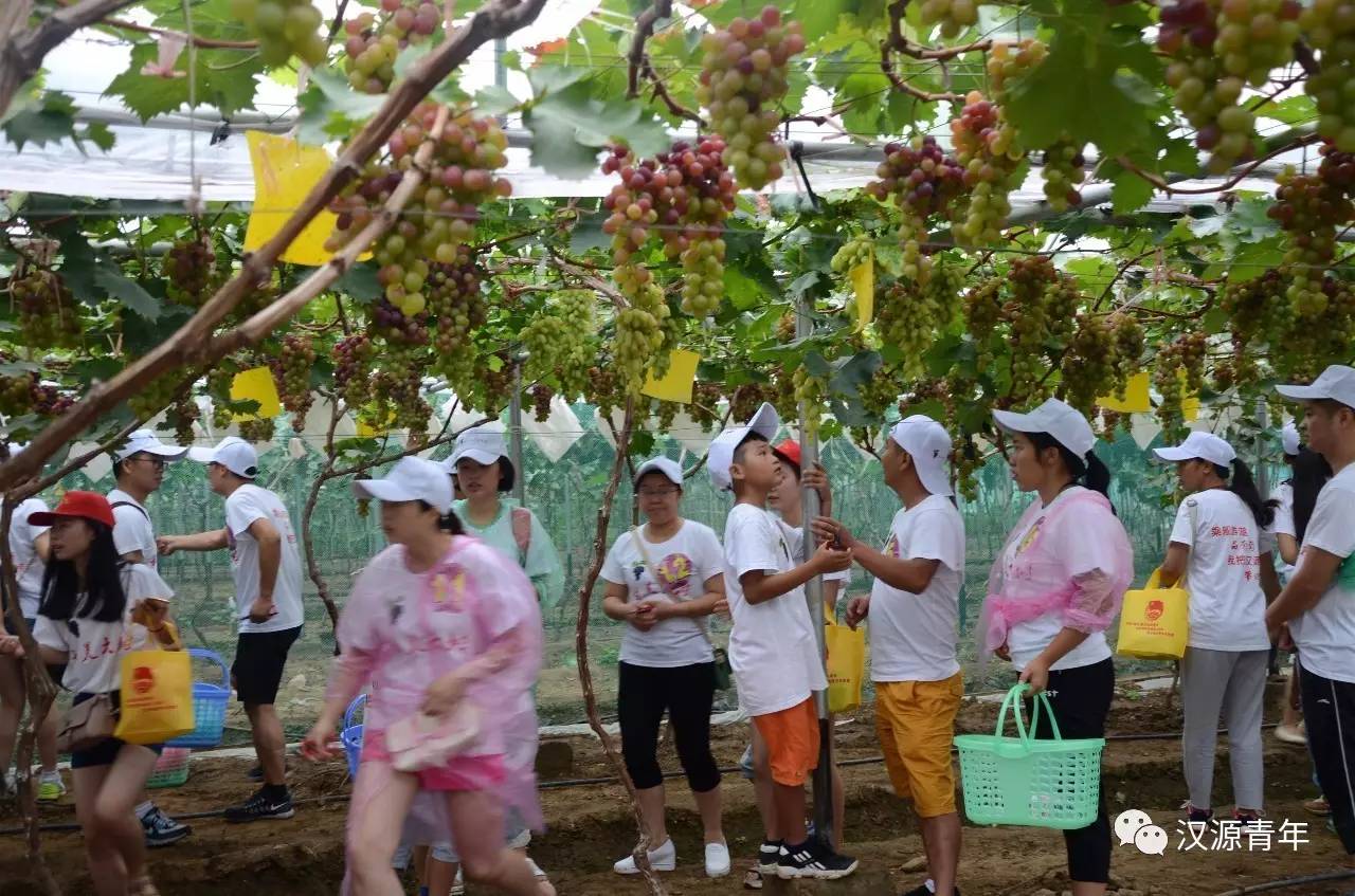 回顾2016年葡萄节亲子采摘活动盛况