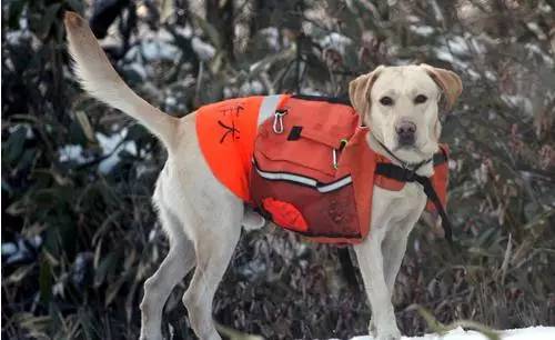 中国搜救犬品种图片