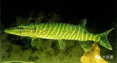 科普几种不常见的个性淡水观赏鱼